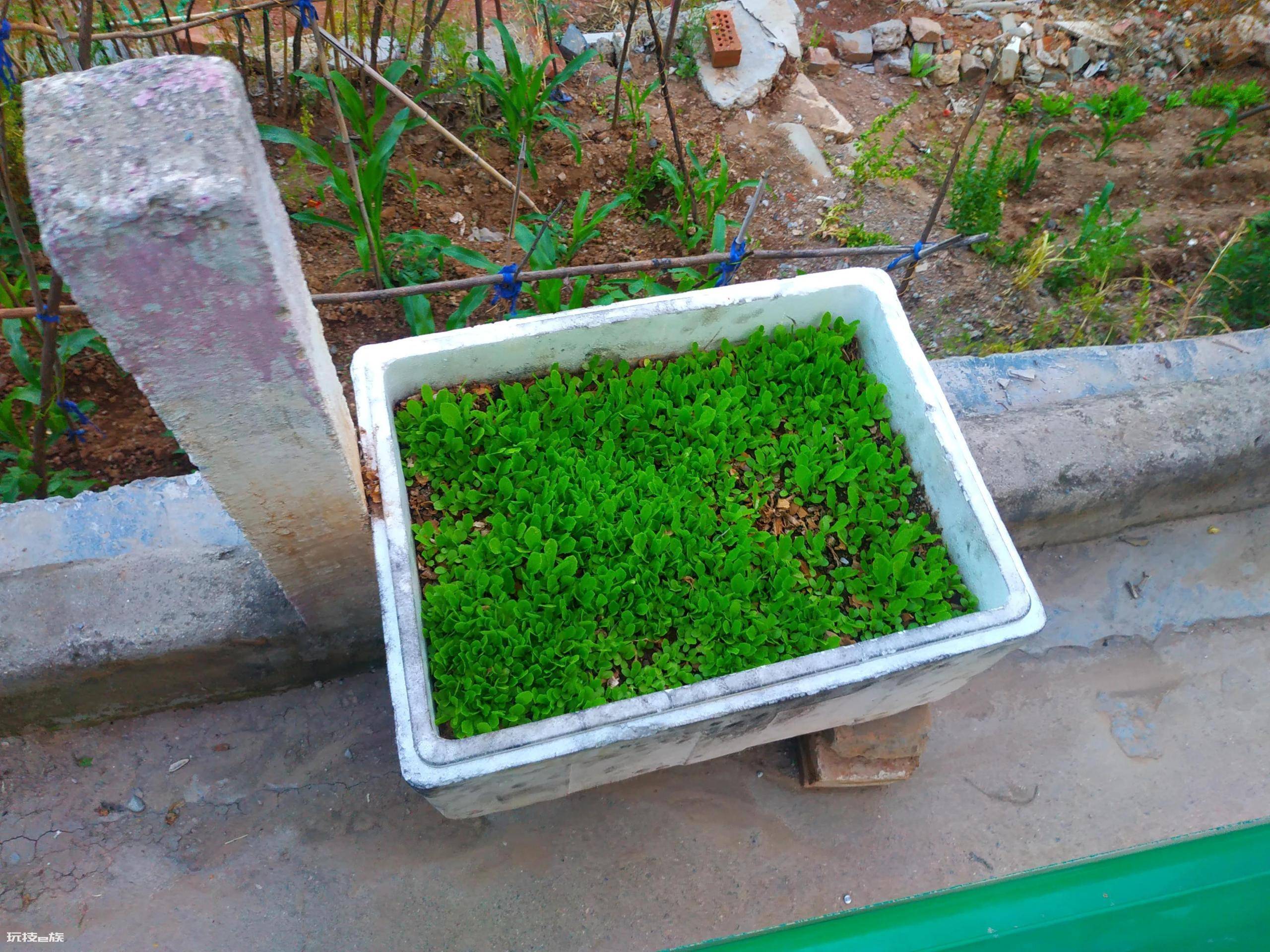 泡沫箱种蔬菜要打孔吗(泡沫箱种菜做到五点长得好)-图片1